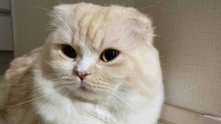 1歳半で門脈シャントと診断された愛猫 ”プリン” の命を助けたい！