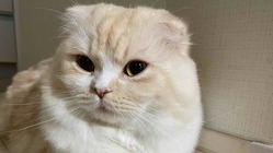 1歳半で門脈シャントと診断された愛猫 ”プリン” の命を助けたい！ のトップ画像