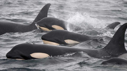 シャチとヒトが共に生きる未来のために。知床・釧路の調査を拡充 のトップ画像