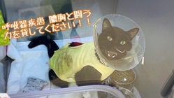 原因不明の膿胸と闘う、保護猫出身のじじまるに医療費のご支援を！ のトップ画像