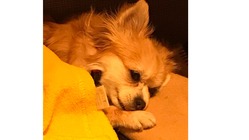 髄膜脳炎とたたかうこつぶちゃんにご支援をお願いいたします。 のトップ画像