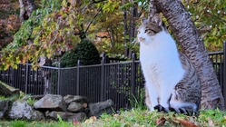 函館地域猫たちの幸せな未来のためにお力をお貸しください！ のトップ画像