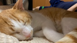 保護猫【おもち】への支援をお願いします のトップ画像