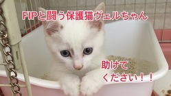 FIP保護猫「ヴェルちゃん」治療を！ご協力をお願いします。 のトップ画像