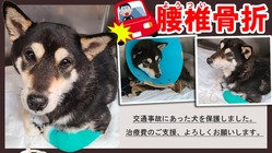 交通事故にあった保護犬シオンの治療費にご支援を！