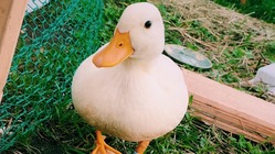 小さいアヒル、コールダックが安心して水浴びできる環境を作りたい のトップ画像