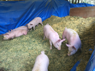 孟宗竹チップを利用し、清潔な環境で安心・安全な豚を育てたい！ のトップ画像