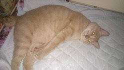 扁平上皮癌と診断された猫の治療を継続をしたい のトップ画像