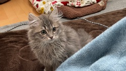 FIP（猫伝染症腹膜炎）と戦ってるベルちゃんを助けて下さい のトップ画像