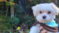 動脈管開存症(PDA)の愛犬そらの手術費用ご支援のお願い のトップ画像