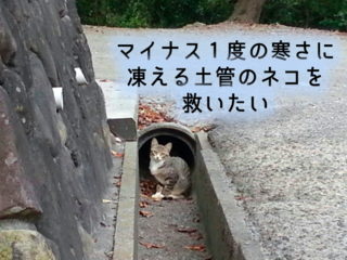 凍えながら命を繋いでいる、徳島県の土管に住むネコを守りたい！