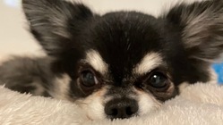 門脈体循環シャントと闘うのあにご支援を。 のトップ画像