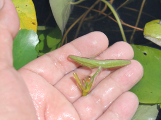 セルライト改善作用が見つかったじゅんさいの新たな効用を研究！ のトップ画像