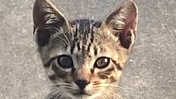 野良猫　4匹の行く末　美味しいご飯,家,避妊、去勢手術してあげたい のトップ画像