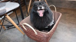 我が家の愛犬(家族)を助けてください。【僧帽弁閉鎖不全症】 のトップ画像