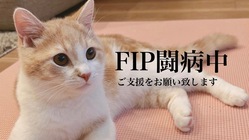 難病[猫伝染性腹膜炎(FIP)]と闘うまろの命を救いたい のトップ画像