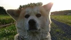 秋田犬ハルの子宮蓄膿症の治療費 のトップ画像