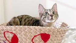 難病｢FIP｣猫伝染性腹膜炎闘病中のはるにお力添えお願い致します！ のトップ画像