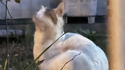 外猫ちゃんを助けてください のトップ画像