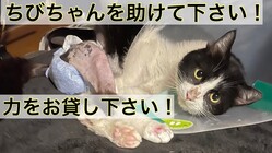 交通事故に遭遇、猫のちびちゃんに手術治療費のご協力をお願いします。 のトップ画像