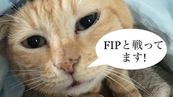【FIP】猫伝染性腹膜炎を発症したチャイ君を助けて下さい のトップ画像