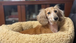 白内障の元保護犬に光を のトップ画像