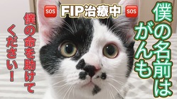 難病【FIP 猫伝染性腹膜炎】がんもを助けてください！