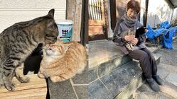【緊急SOS】五島列島の二次離島から16匹の猫達を救いたい！ のトップ画像