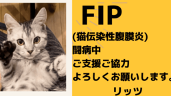 FIP(猫伝染性腹膜炎)と闘う保護猫「リッツ」を助けたいです