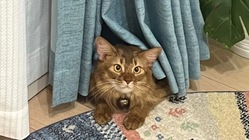 パトラの会陰尿路造ろう手術、傷口の化膿による再入院費 のトップ画像