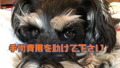 【手術費用】膀胱結石血尿苦痛と闘うANIを助けて下さい。 のトップ画像