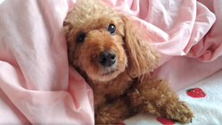 脳腫瘍のモカを助けたい！ご支援お願いいたします のトップ画像