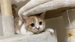 猫伝染性腹膜炎(FIP)を発症した子猫もちまるをどうか助けて下さい のトップ画像