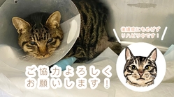 骨折した野良猫を保護、治療費にご協力お願いします。 のトップ画像