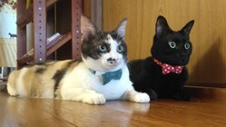 保護猫とふれあい、猫との暮らしや時間を体験できる拠点をつくりたい のトップ画像