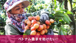 【ベトナム農家から直送】生ライチを日本の皆さんに食べてもらいたい！ のトップ画像