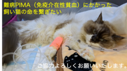 難病PIMAにかかった飼い猫の命を繋ぎたい のトップ画像