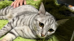 丸亀市で古民家を使った保護猫活動、及び近隣河川外来種駆除の活動 のトップ画像