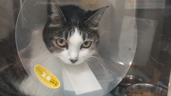 飼い猫リリの残りの生きる時間を少しでも楽にしてあげたいです。 のトップ画像