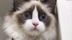 【FIP闘病中】ろんの治療にどうかご協力いただけないでしょうか のトップ画像