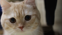 FIPにかかってしまった愛猫縫くんを助けて下さい。 のトップ画像