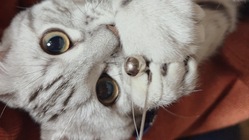 一生懸命FIP(猫伝染性腹膜炎)と戦うシルバくんを救って下さい！ のトップ画像