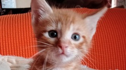 リベンジ！行き場のない猫ちゃん達シェルターを作るぞー！ のトップ画像