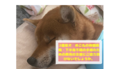 脊髄損傷で下半身不随の2歳柴犬　元保護犬のめご丸を助けてください のトップ画像