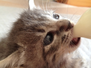 保護動物ボランティアさんの負担軽減！専門の動物病院を立ち上げ のトップ画像