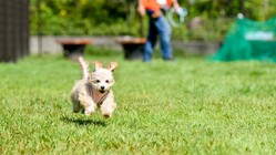 京都・伏見にドッグラン＆交流の場を作りたい のトップ画像