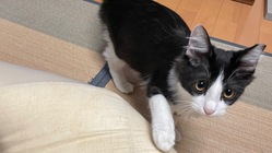 FIP(猫伝染性腹膜炎)になってしまったナラを助けて下さい！！ のトップ画像