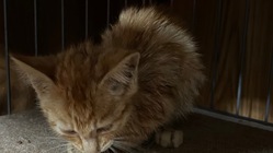 保護猫活動の為より良い環境づくりをしたいと思っています。 のトップ画像