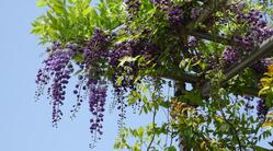 種の保存をし見せることで、環境保護の一部となり、次代につなげたい のトップ画像