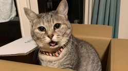 リンパ腫（癌）一日でも長く幸せに元気に過ごしたいです。 のトップ画像